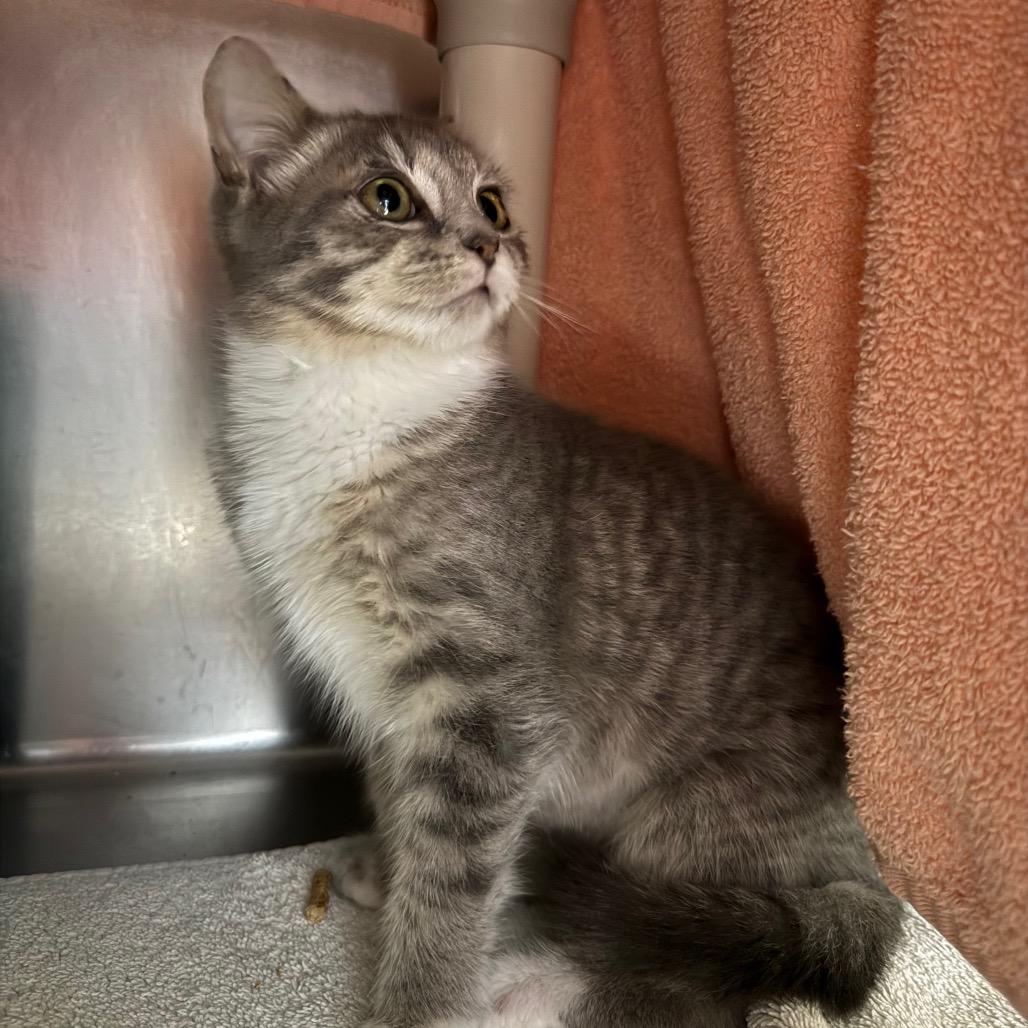 Enlarge Riley, a Adoptable Domestic Short Hair in Hamilton, GA image 3/6