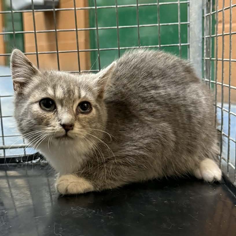 Enlarge Riley, a Adoptable Domestic Short Hair in Hamilton, GA image 4/6