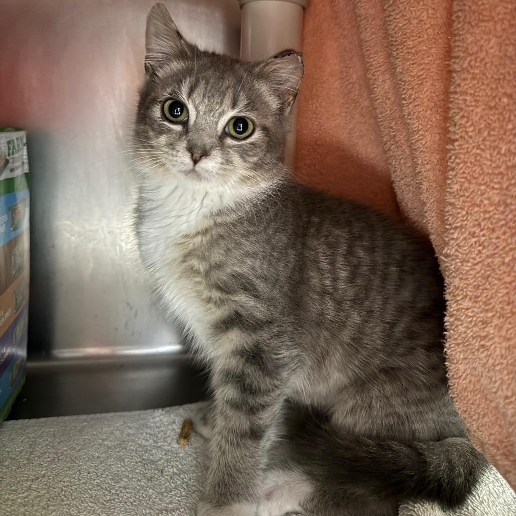 Enlarge Riley, a Adoptable Domestic Short Hair in Hamilton, GA image 5/6