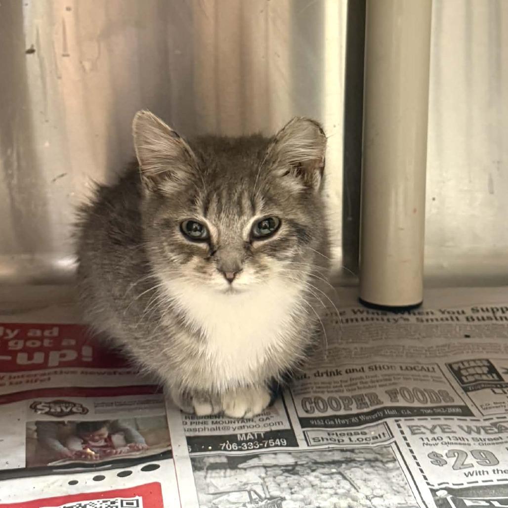 Enlarge Riley, a Adoptable Domestic Short Hair in Hamilton, GA image 6/6