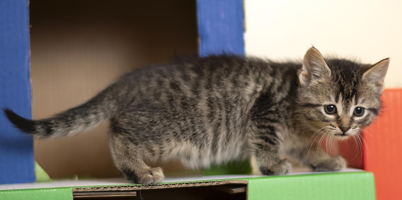 Enlarge Mike, a ADOPTABLE Domestic Short Hair in Chicago, IL image 5/6