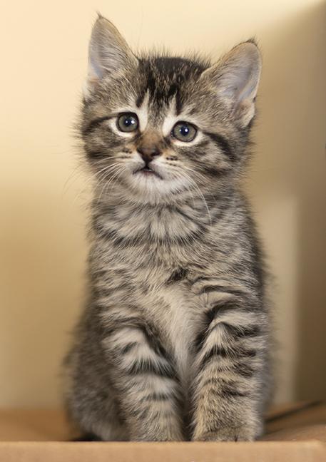 Enlarge Mike, a ADOPTABLE Domestic Short Hair in Chicago, IL image 2/6