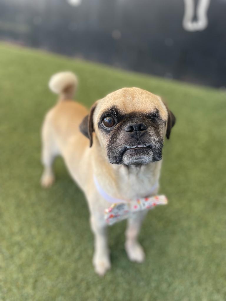 Enlarge Roxor, a Adoptable Pug in Gardena, CA image 1/5