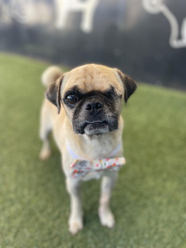 Roxor, a Adoptable Pug in Gardena, CA image 2/5