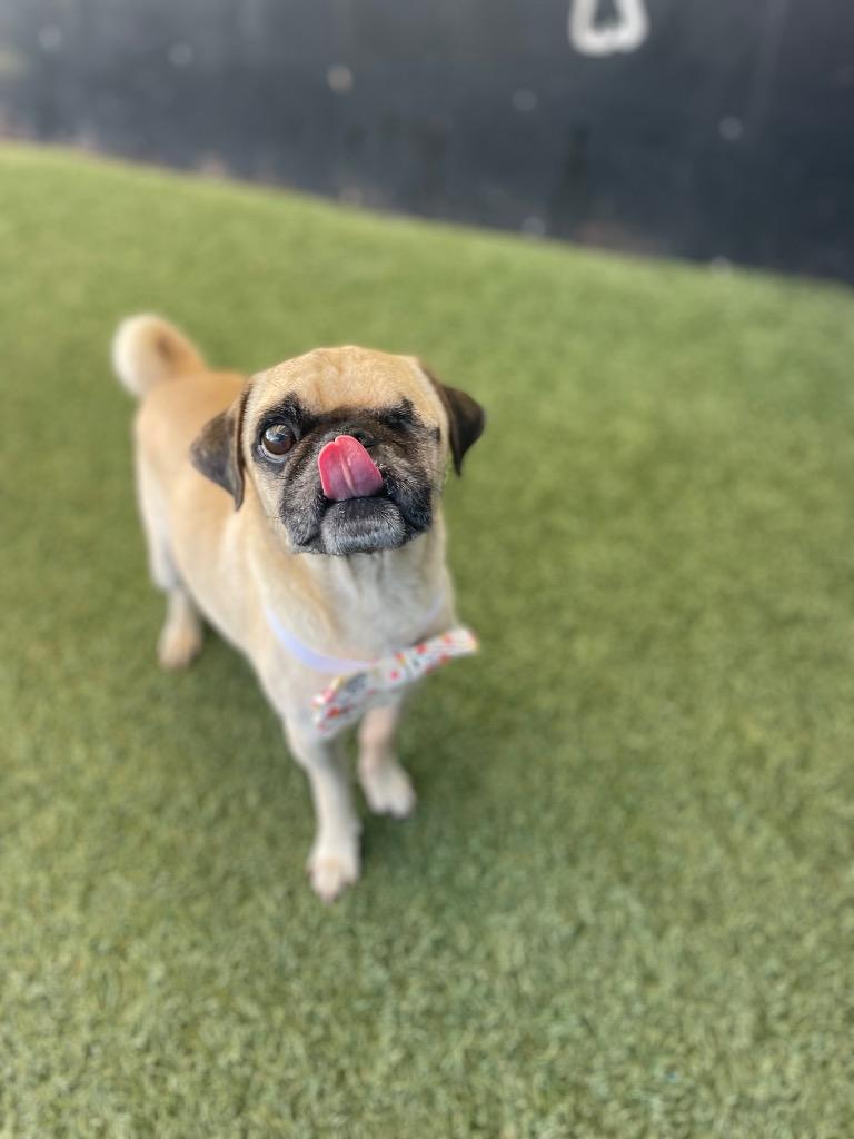 Enlarge Roxor, a Adoptable Pug in Gardena, CA image 2/5