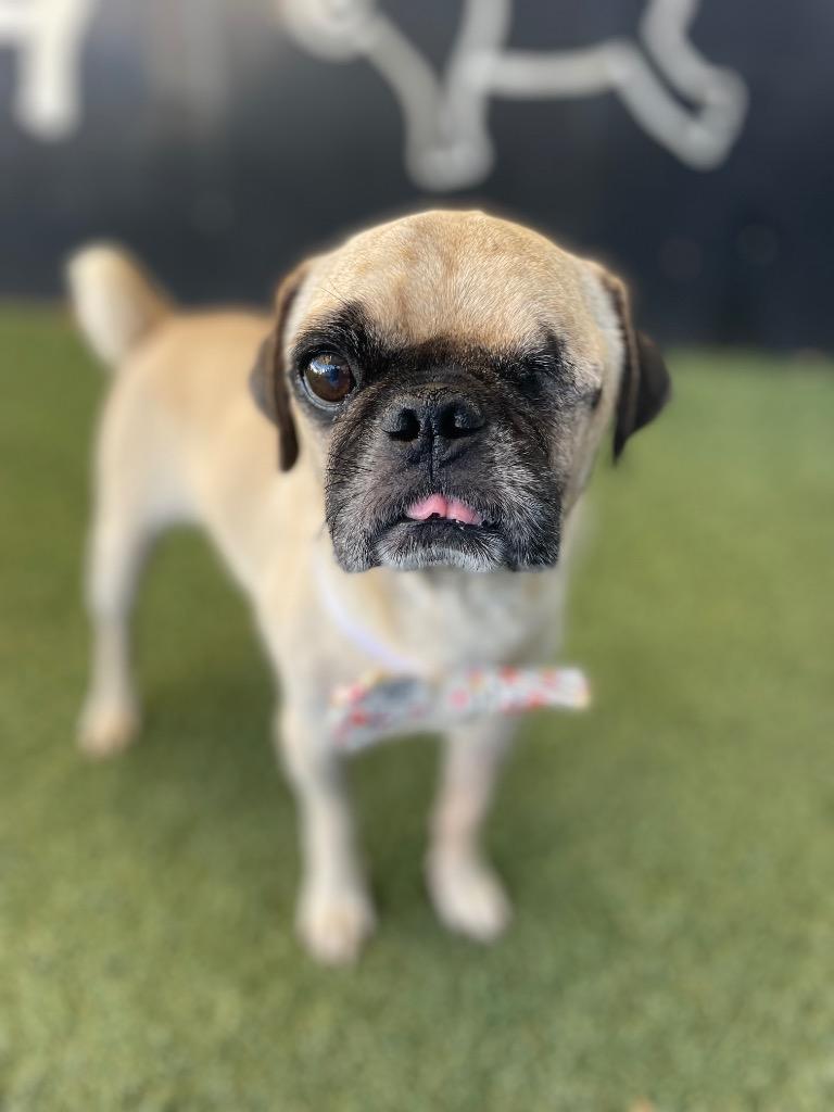 Enlarge Roxor, a Adoptable Pug in Gardena, CA image 3/5
