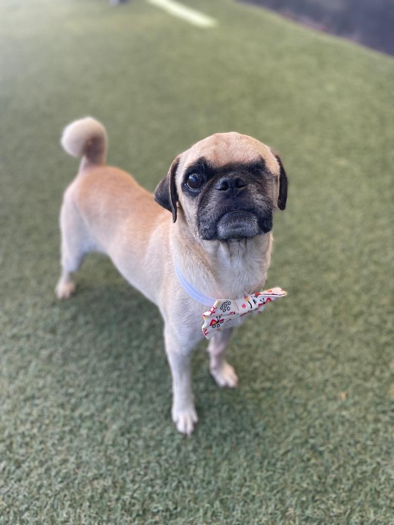 Roxor, a Adoptable Pug in Gardena, CA image 5/5