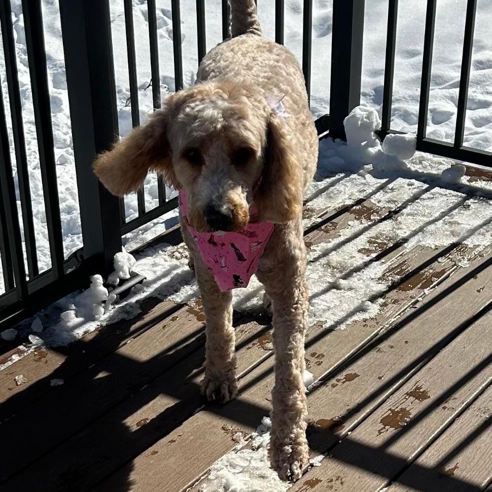 Greta, Adoptable, Adult Female Golden Retriever & Standard Poodle.