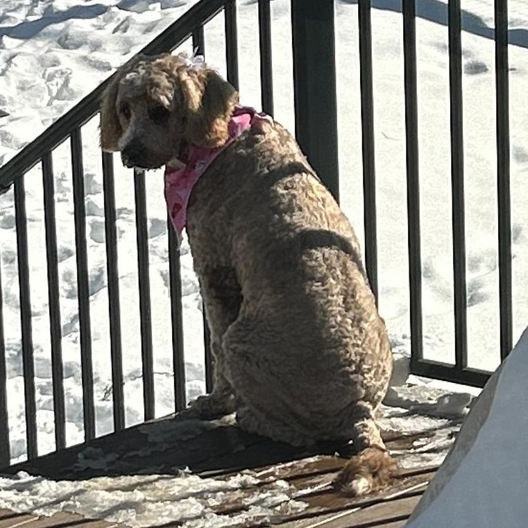 Greta, a Adoptable mixed breed in Cincinnati, OH image 2/3