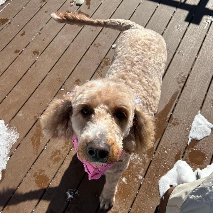 Greta, a Adoptable mixed breed in Cincinnati, OH image 3/3