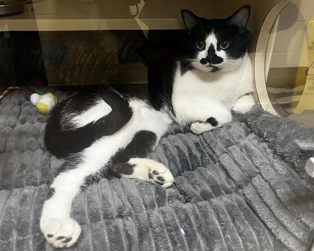 MISSY, Adoptable, Young Female Domestic Short Hair.