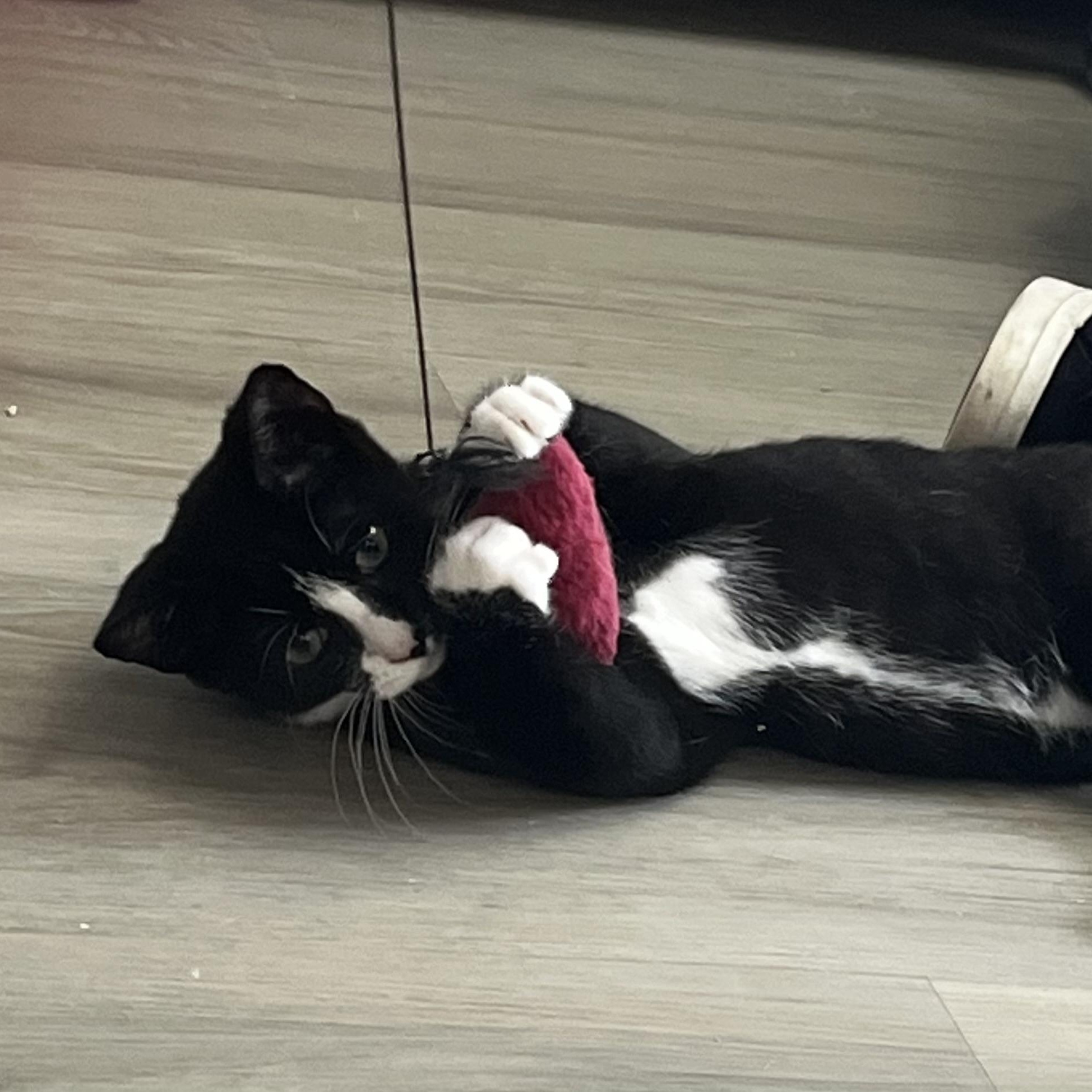 Henry, an adopted Domestic Short Hair in Colonia, NJ image 5/5