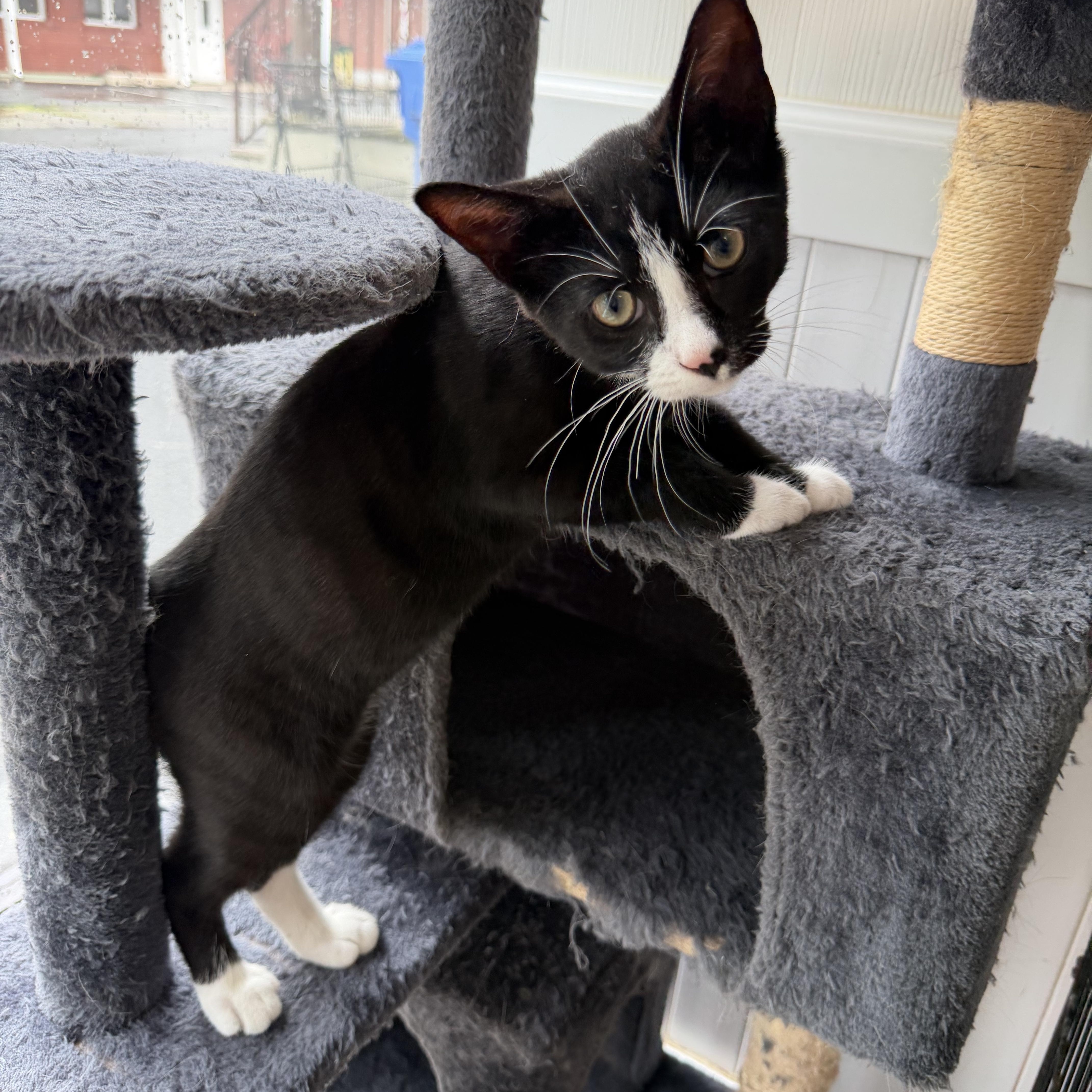 Henry, adopted, Kitten Male Domestic Short Hair.