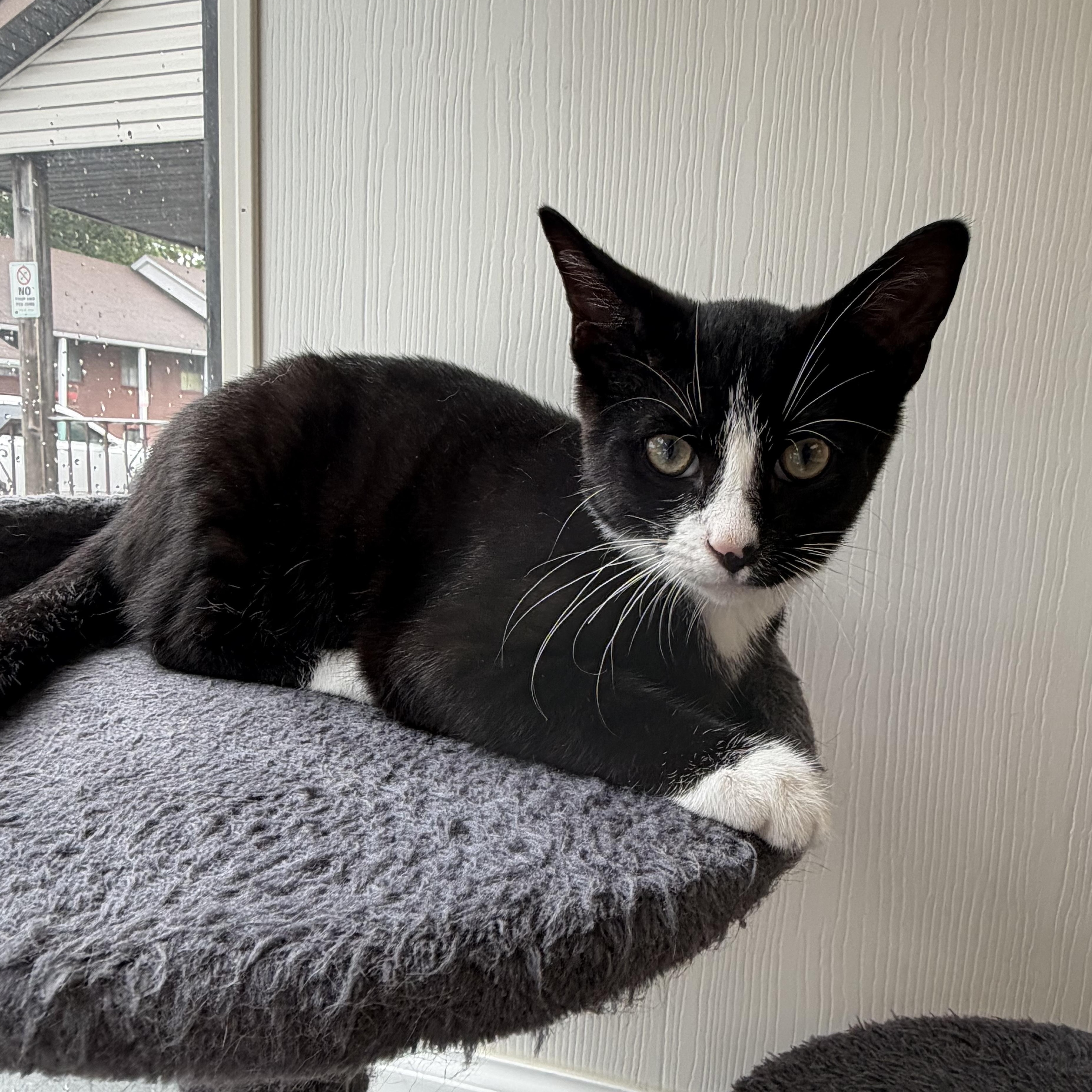 Henry, an adopted Domestic Short Hair in Colonia, NJ image 2/5