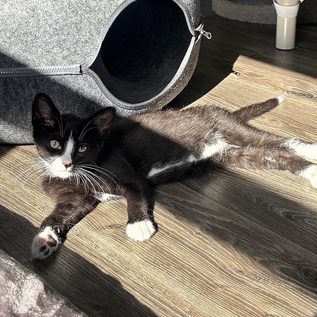 Henry, an adopted Domestic Short Hair in Colonia, NJ image 4/5