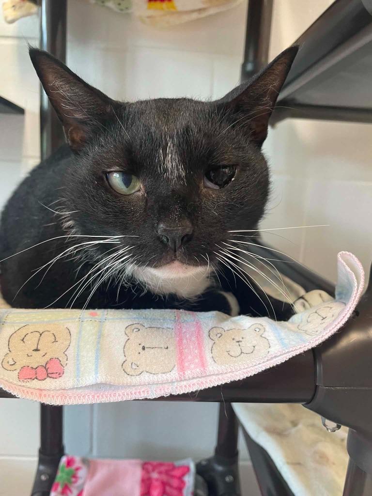 Watermelon, Adoptable, Adult Male Domestic Short Hair.