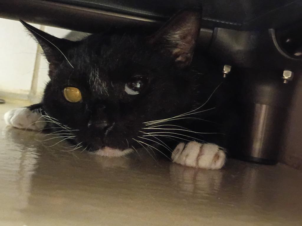Enlarge Watermelon, a Adoptable mixed breed in Hamilton, OH image 2/3