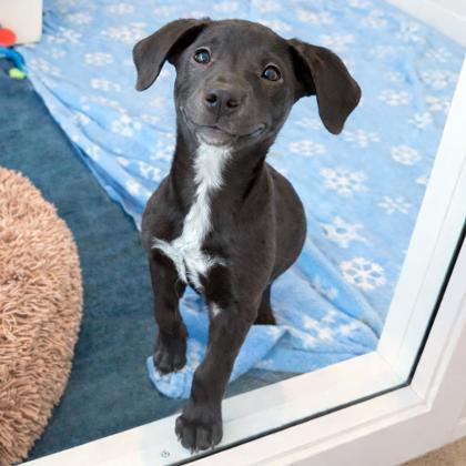 Enlarge Ferrari, an adopted mixed breed in Voorhees, NJ image 1/3