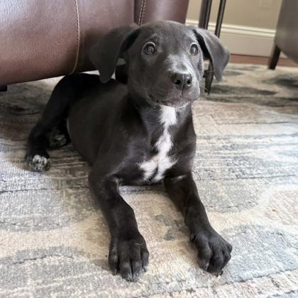 Enlarge Ferrari, an adopted mixed breed in Voorhees, NJ image 2/3