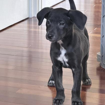 Enlarge Ferrari, an adopted mixed breed in Voorhees, NJ image 3/3