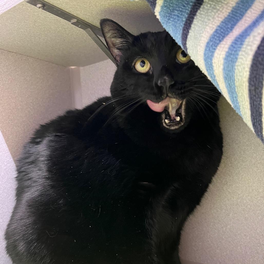 John Coltrane, a Adoptable Domestic Medium Hair in Pittsburgh, PA image 1/5