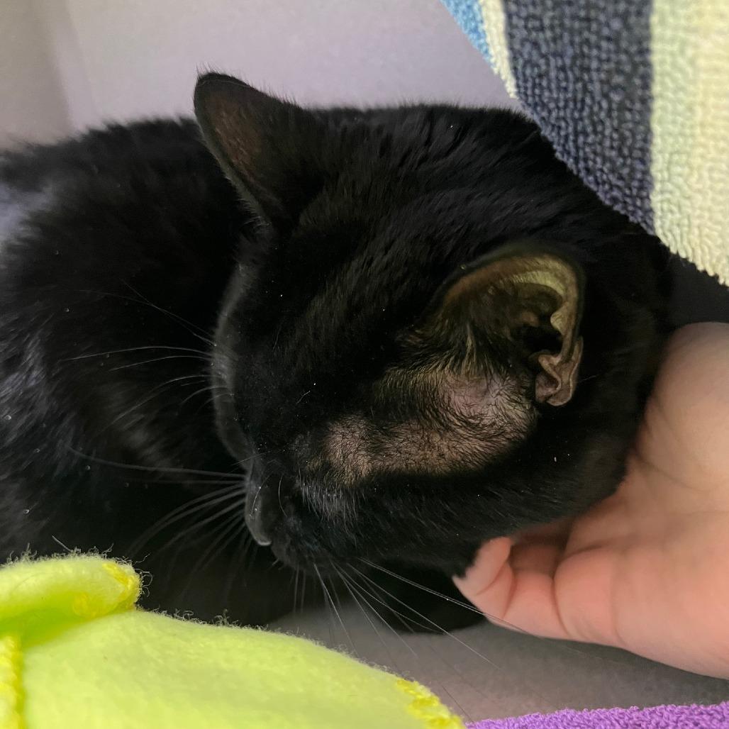 John Coltrane, a Adoptable Domestic Medium Hair in Pittsburgh, PA image 4/5