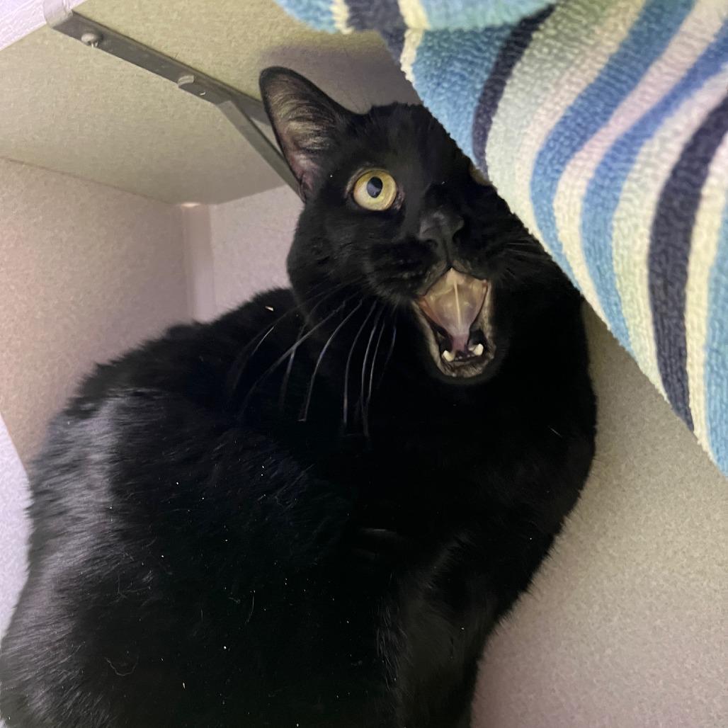 John Coltrane, a Adoptable Domestic Medium Hair in Pittsburgh, PA image 5/5