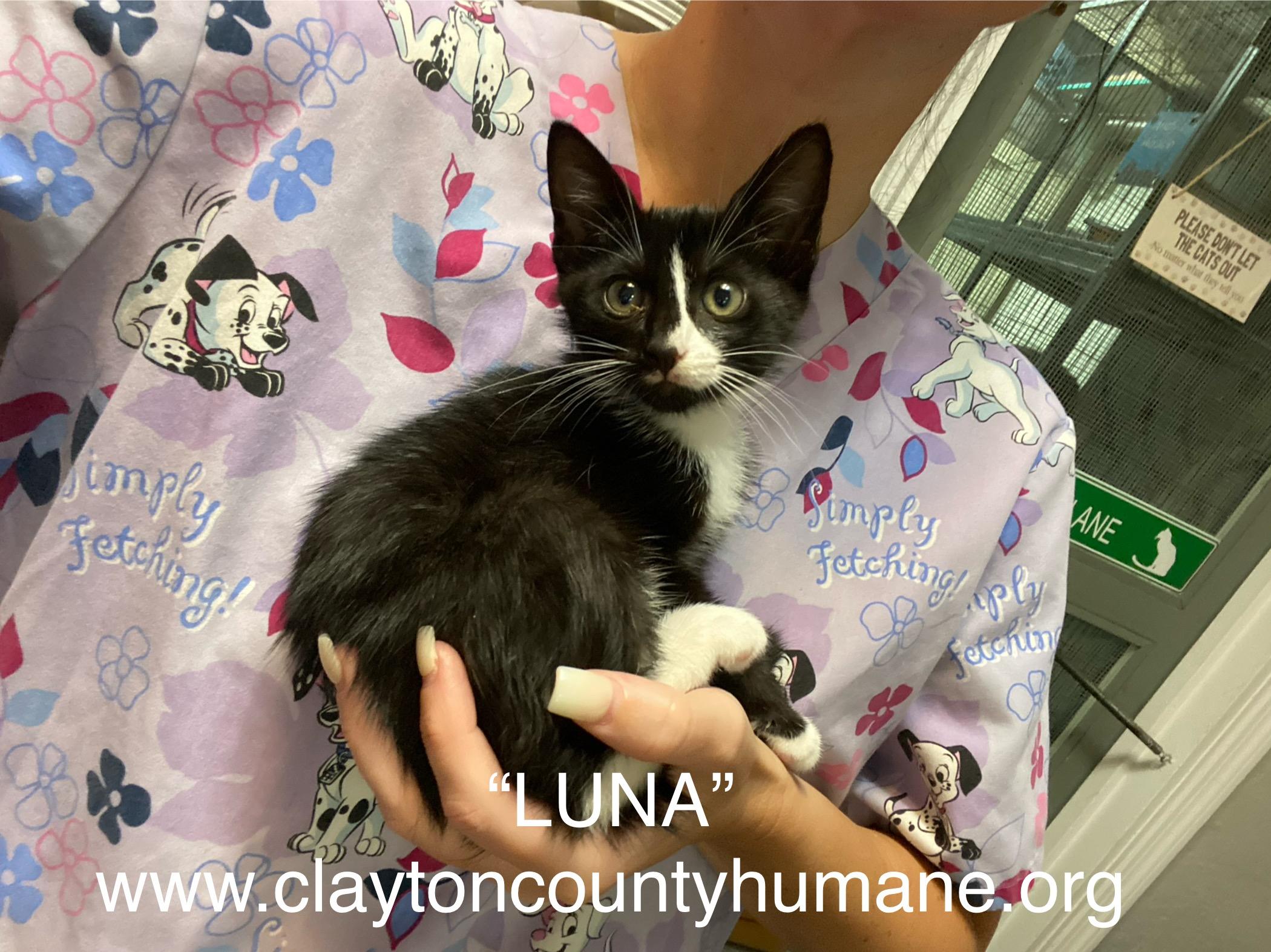 MEET LUNA Luna is a 6 week old black and white tuxedo domestic shorthair Her approximate date of 