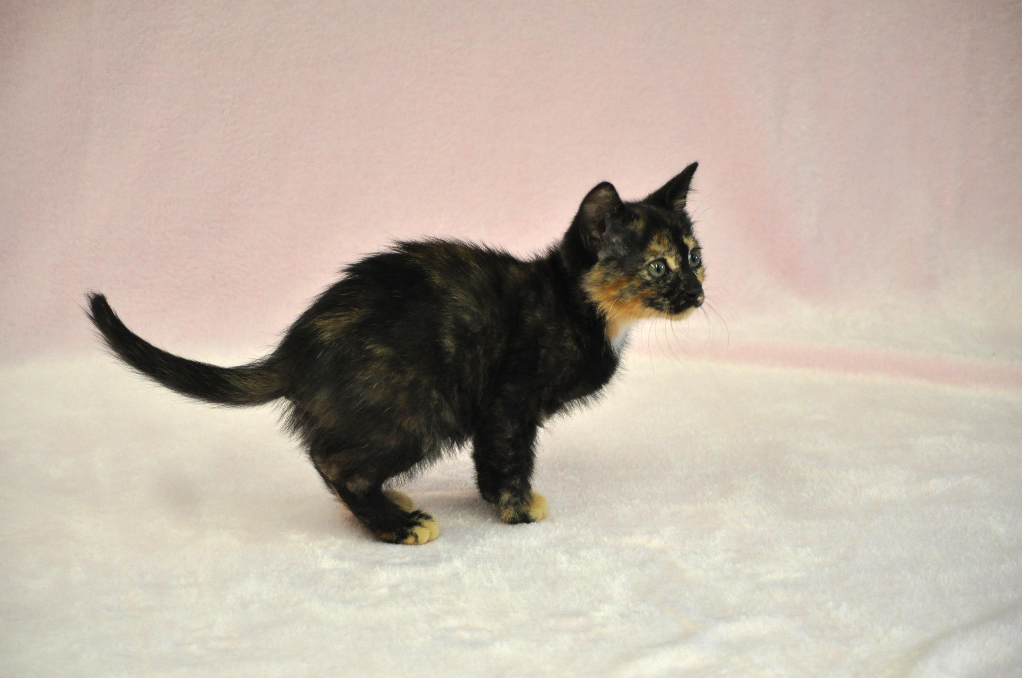 Minerva, a ADOPTABLE mixed breed in Union Gap, WA image 5/5