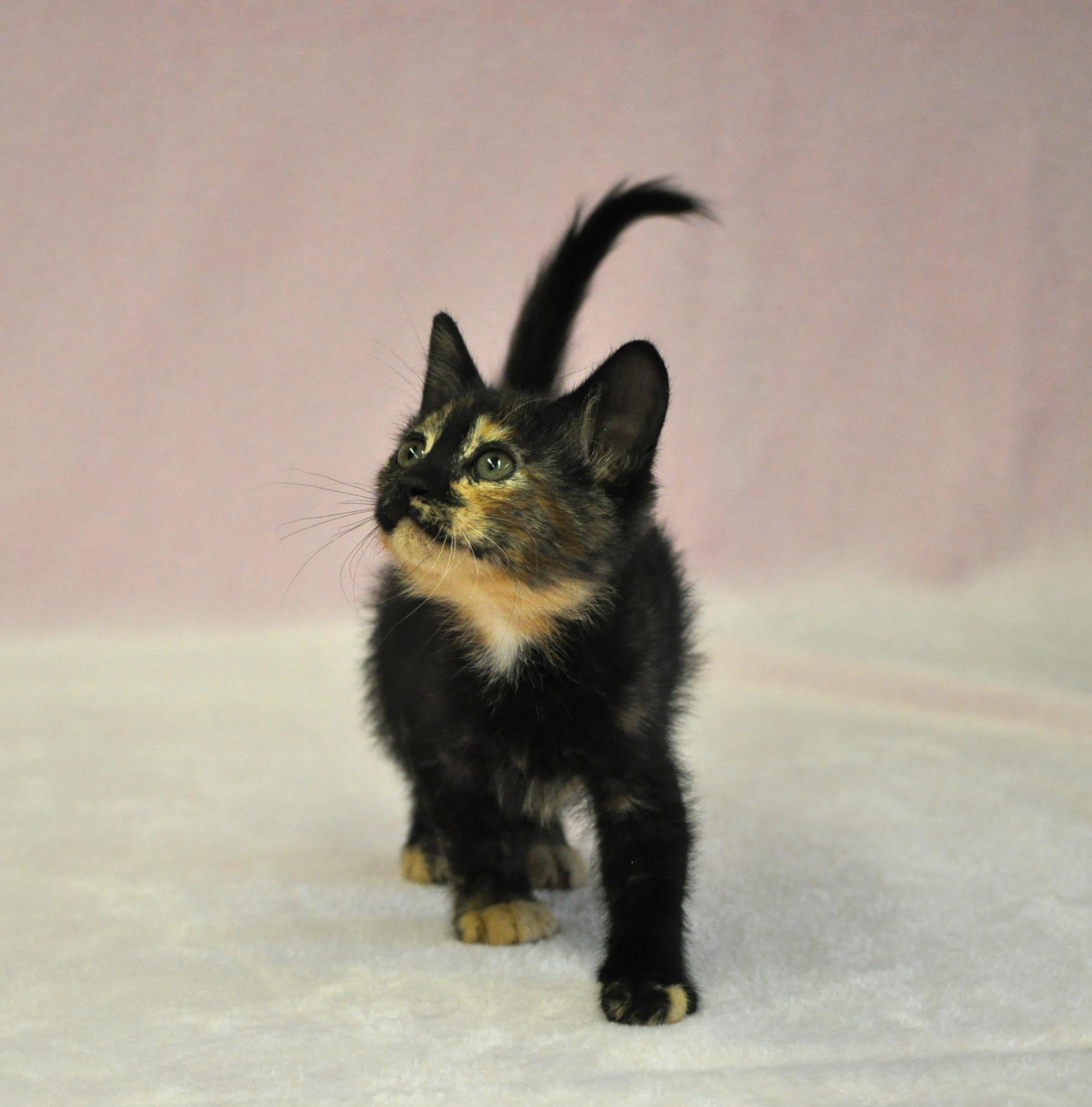 Minerva, a ADOPTABLE mixed breed in Union Gap, WA image 1/5
