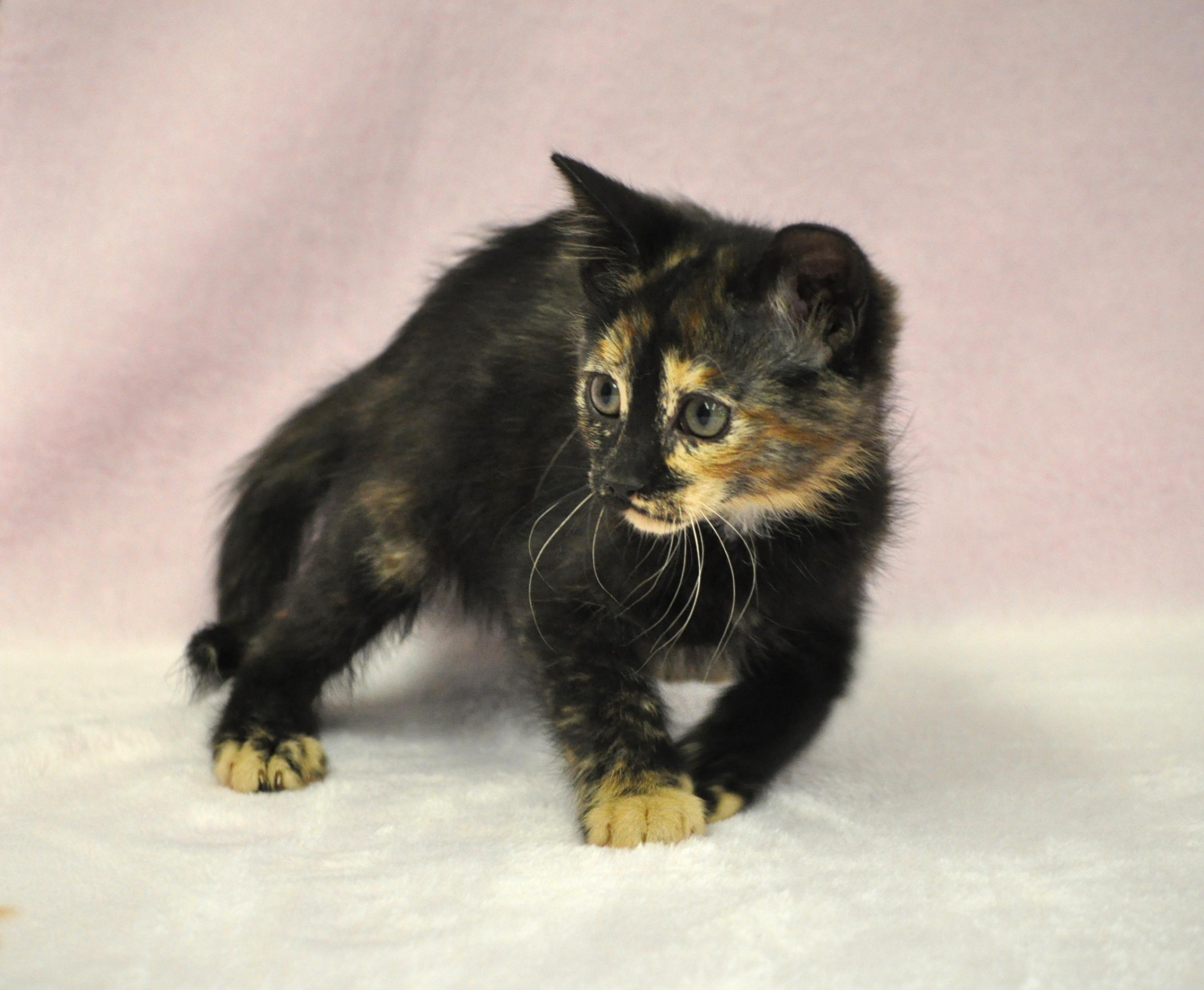 Minerva, a ADOPTABLE mixed breed in Union Gap, WA image 2/5