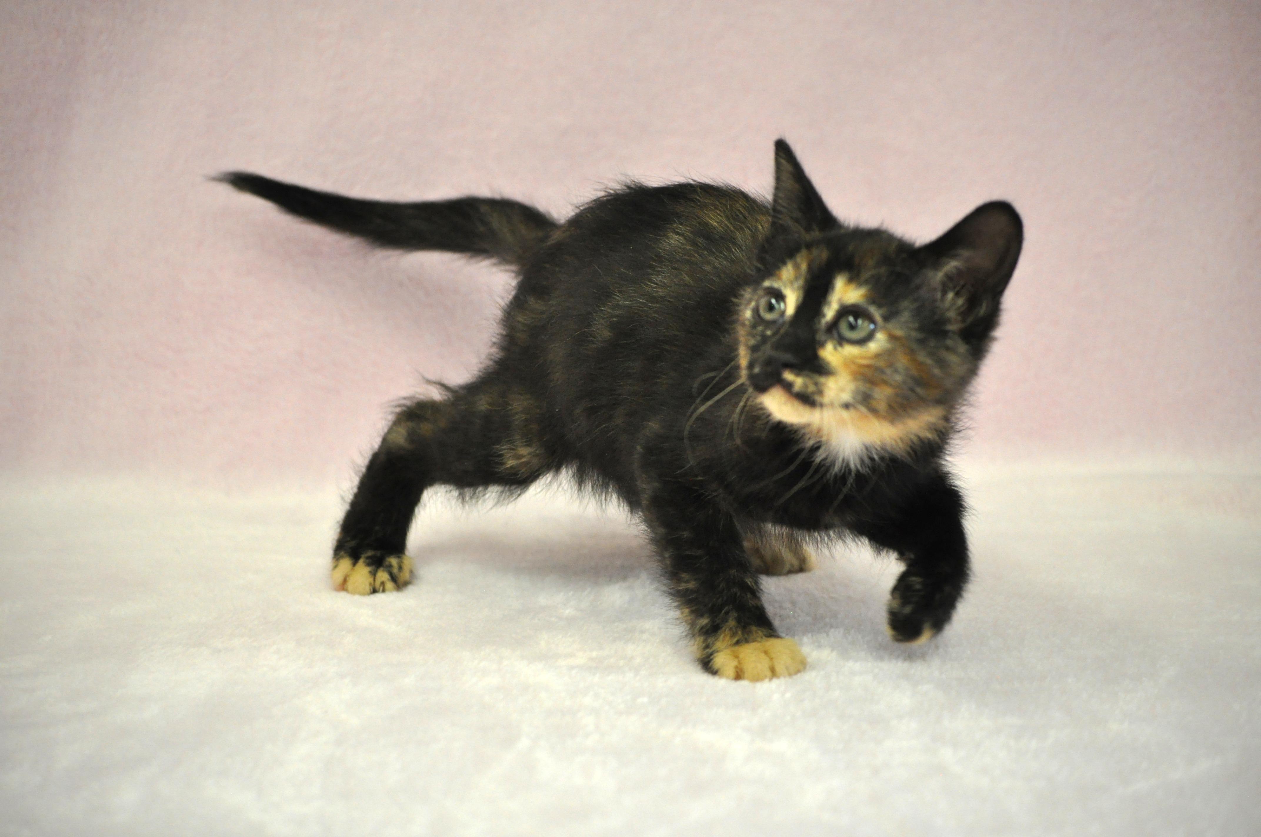 Minerva, a ADOPTABLE mixed breed in Union Gap, WA image 3/5