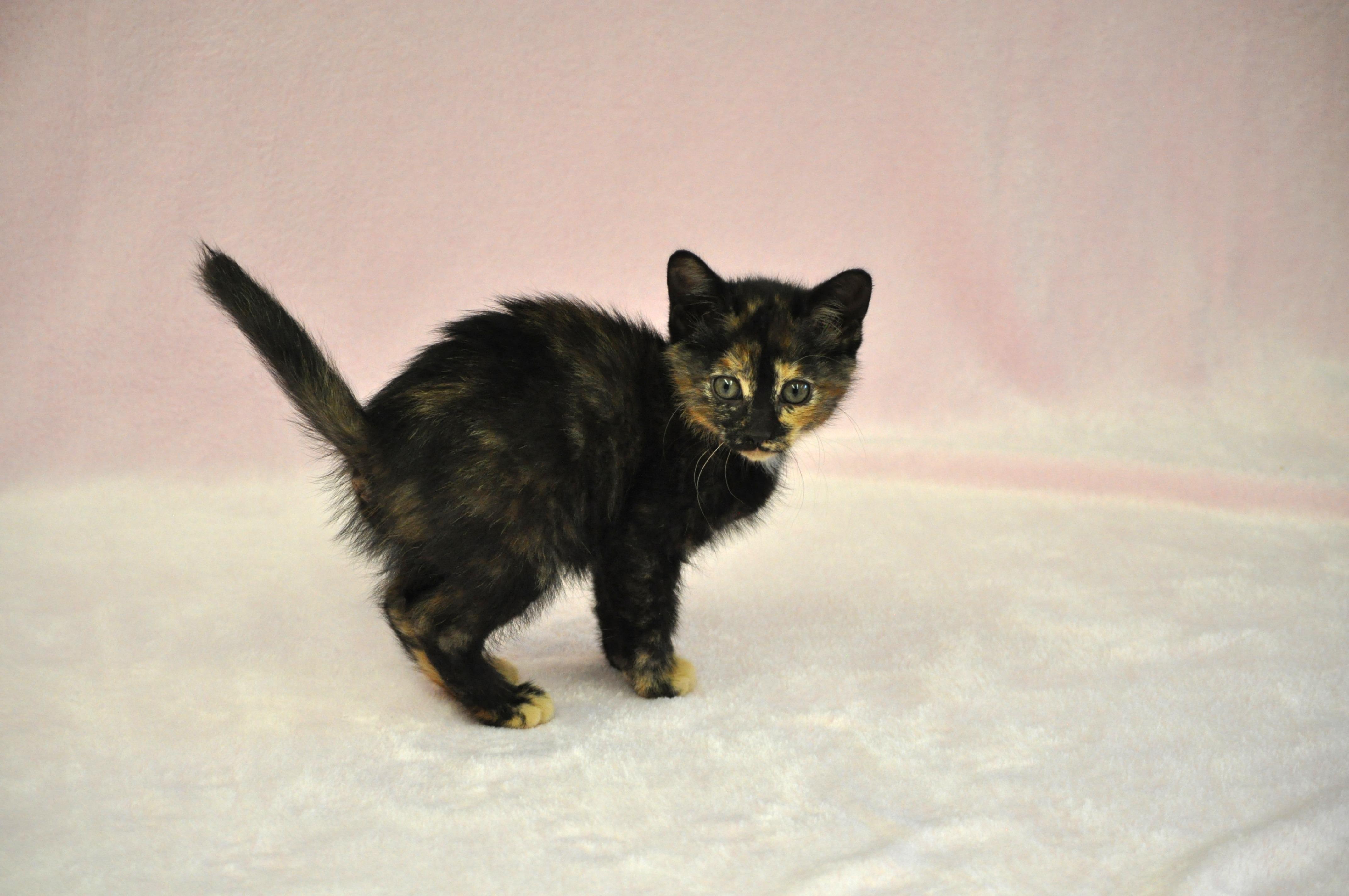 Minerva, a ADOPTABLE mixed breed in Union Gap, WA image 4/5