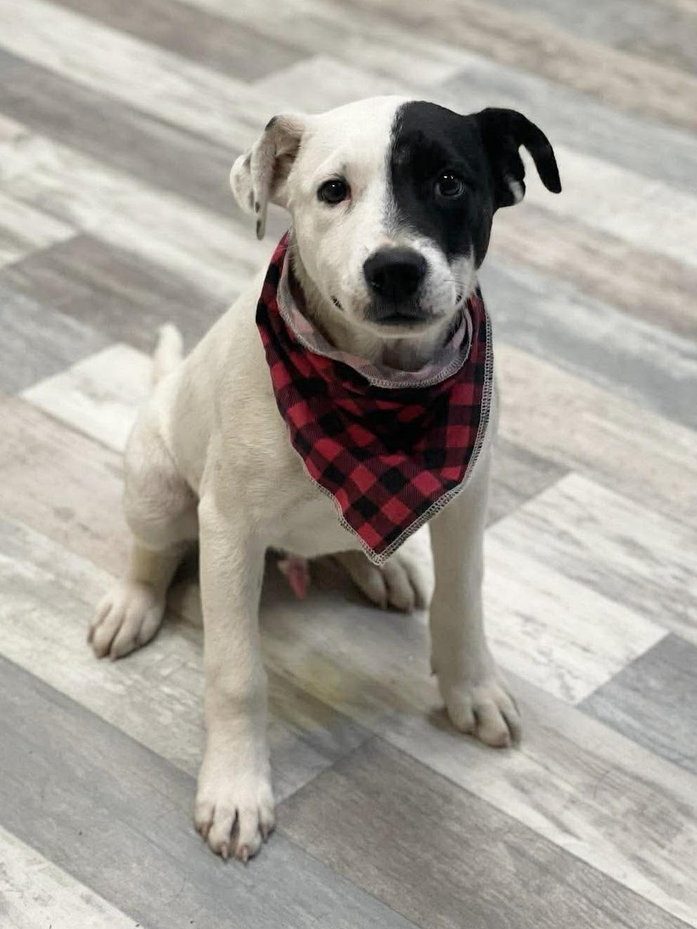 Pongo, adopted, Young Male American Bulldog & Labrador Retriever.