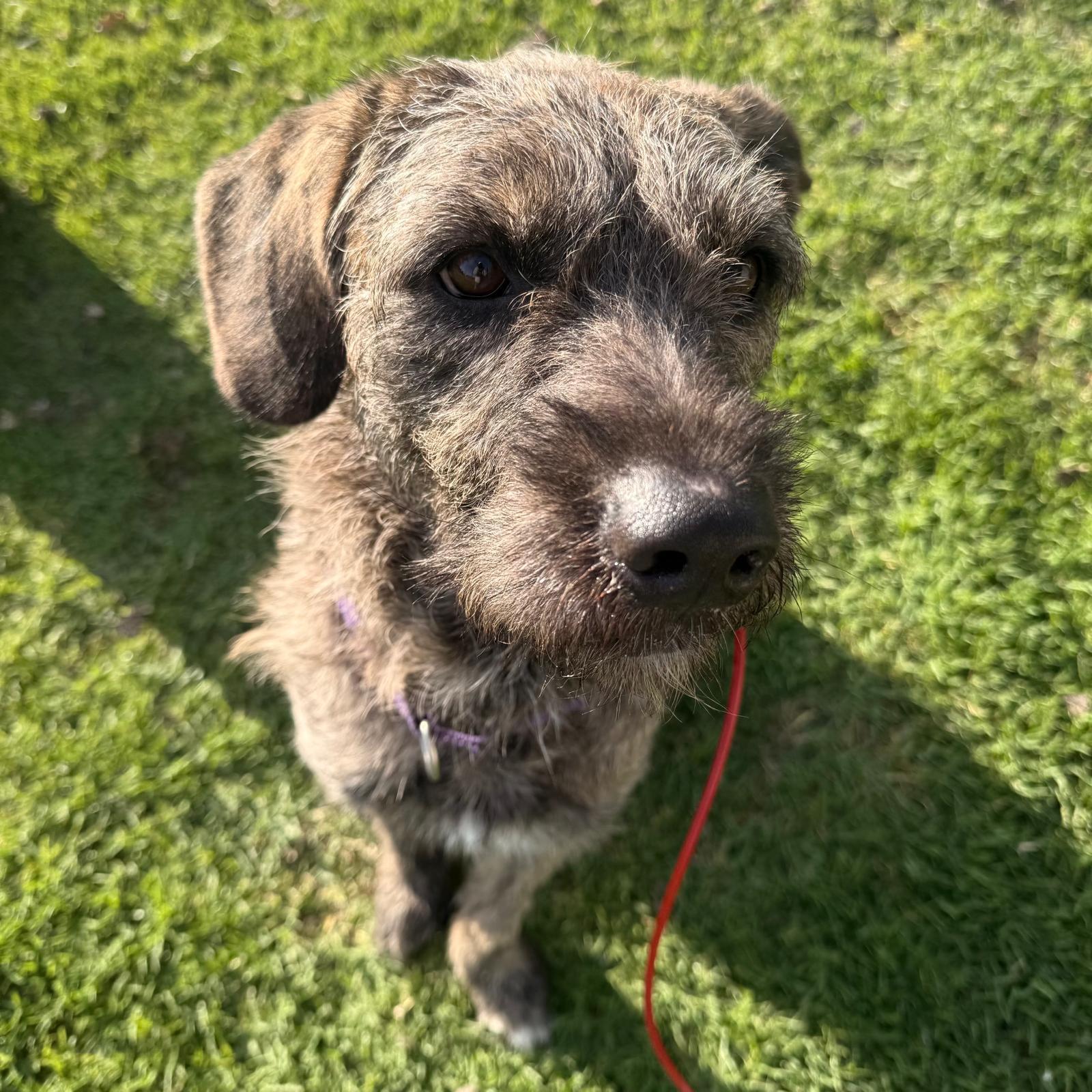 Enlarge Bruno, a ADOPTABLE Irish Wolfhound in Huntington Beach, CA image 4/6