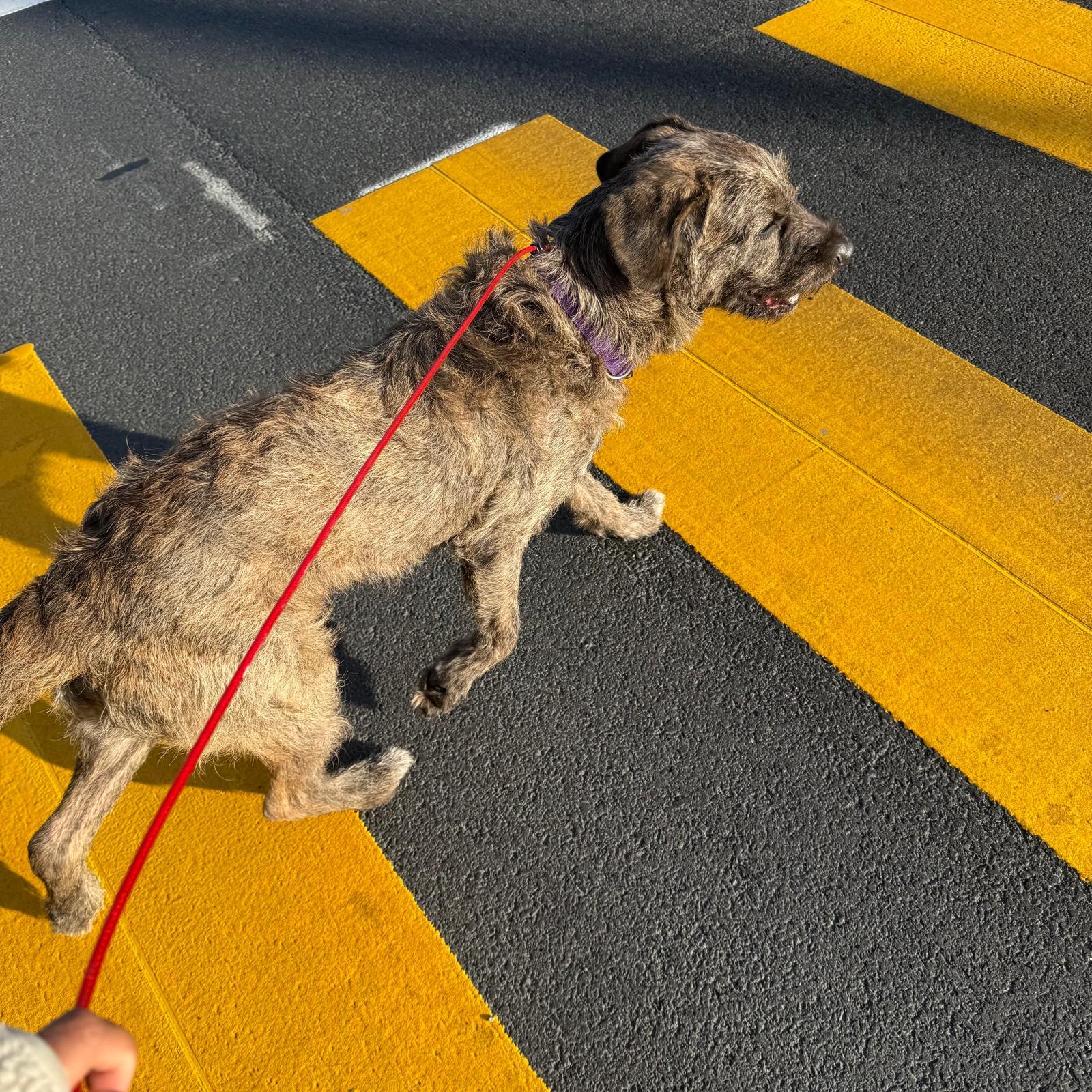 Enlarge Bruno, a ADOPTABLE Irish Wolfhound in Huntington Beach, CA image 5/6