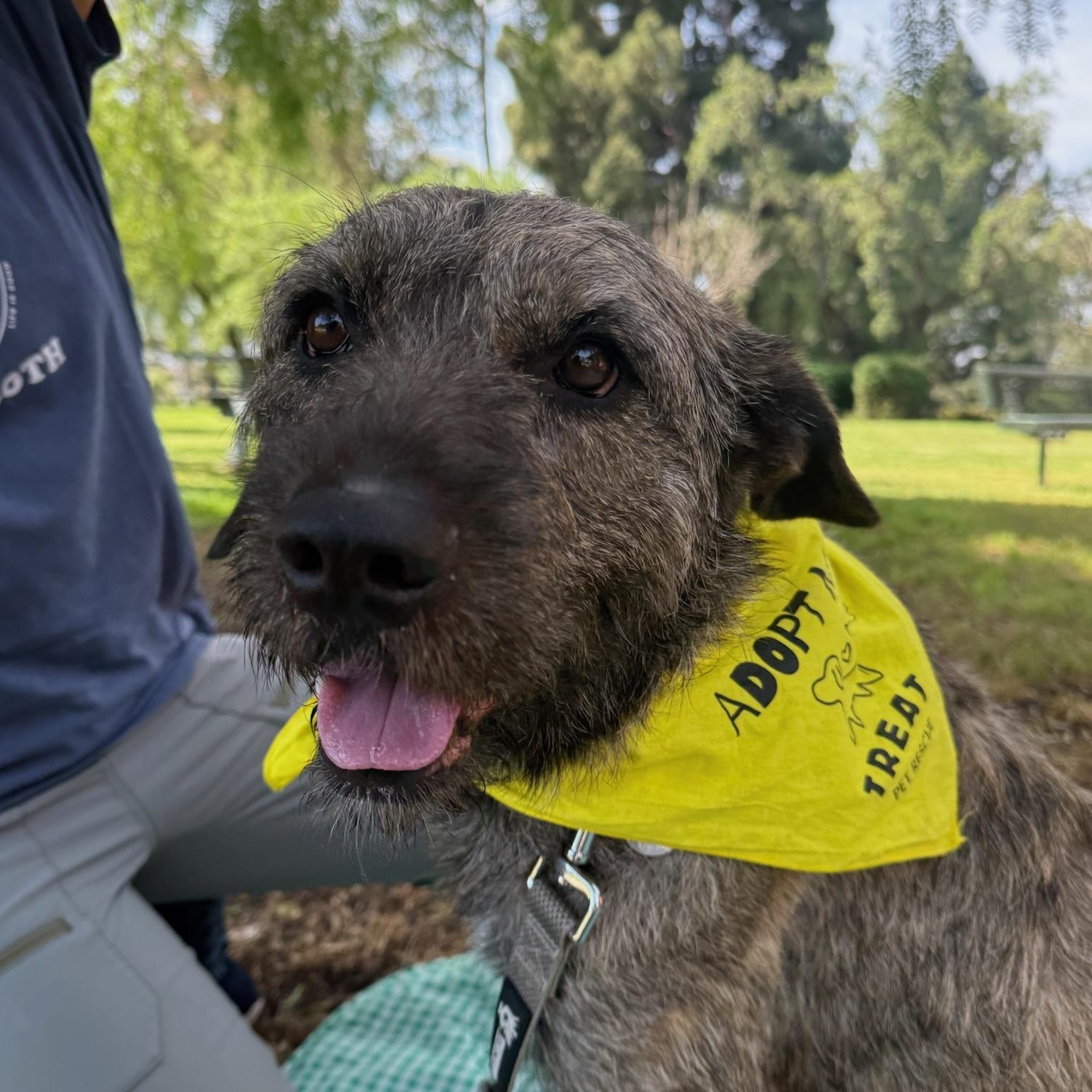 Bruno, ADOPTABLE, Adult Male Irish Wolfhound.