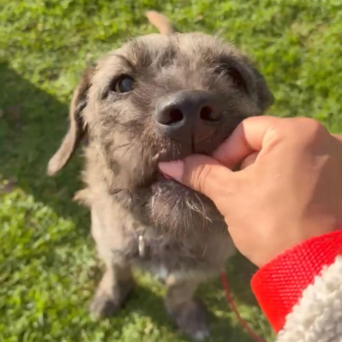 Enlarge Bruno, a ADOPTABLE Irish Wolfhound in Huntington Beach, CA image 3/6