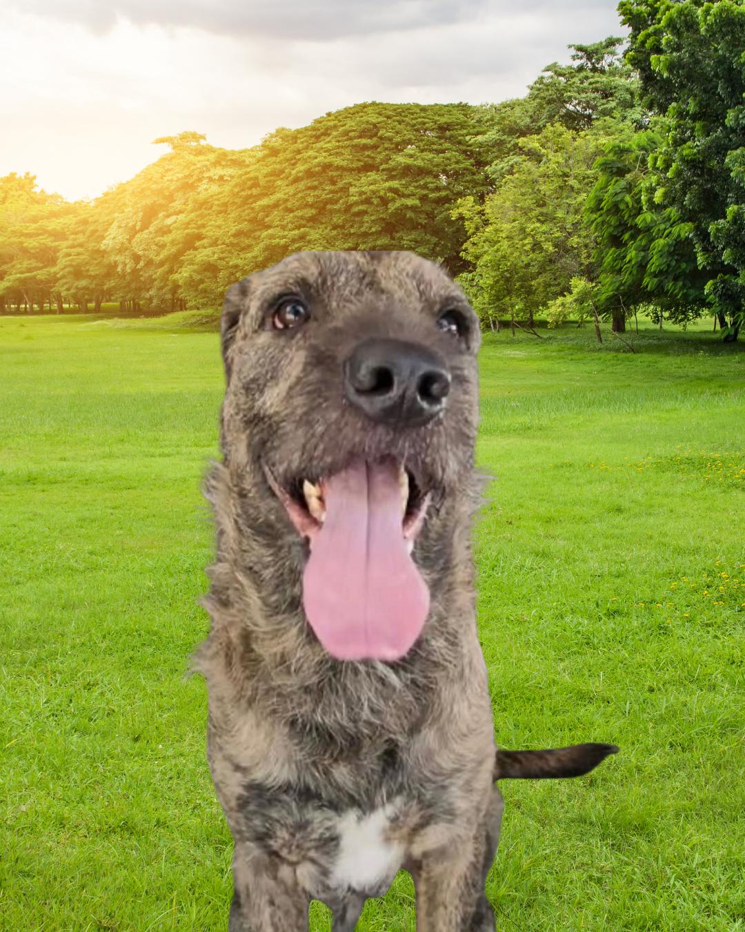 Enlarge Bruno, a ADOPTABLE Irish Wolfhound in Huntington Beach, CA image 6/6