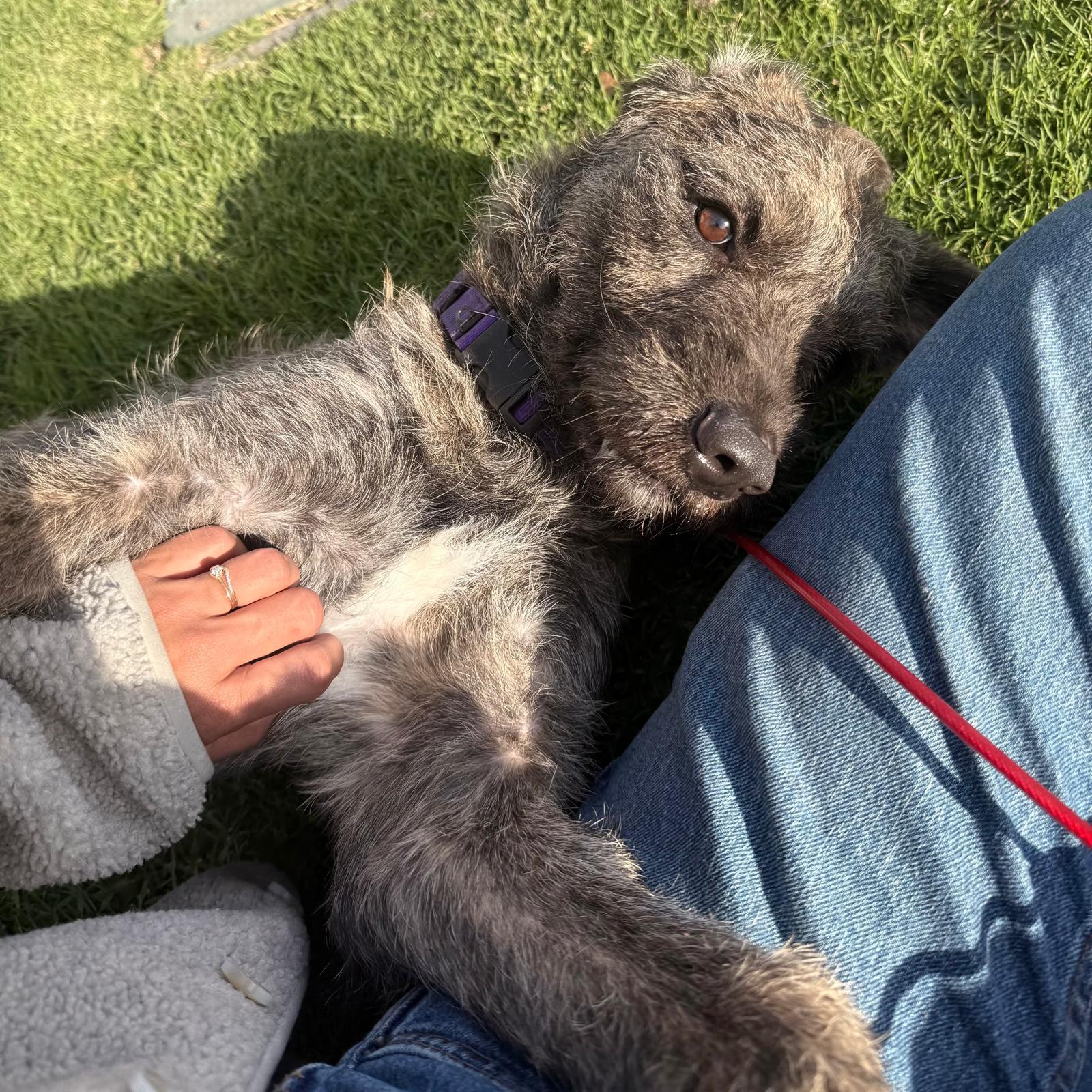 Enlarge Bruno, a ADOPTABLE Irish Wolfhound in Huntington Beach, CA image 2/6
