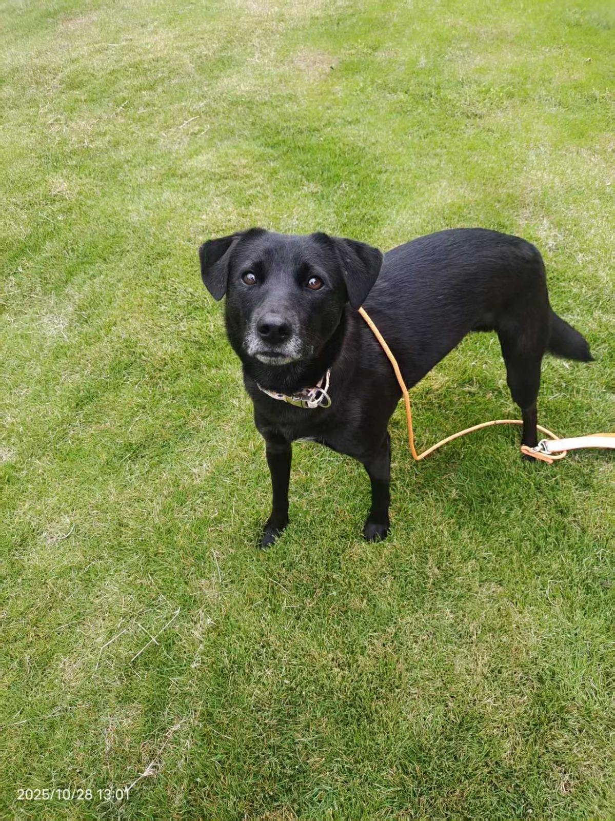 Sammy, an adoptable mixed breed in Markham, ON image 4/5