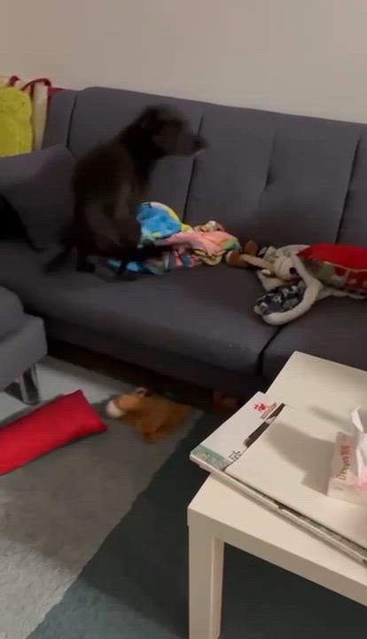 Enlarge Sammy, an adoptable mixed breed in Markham, ON video 5/5