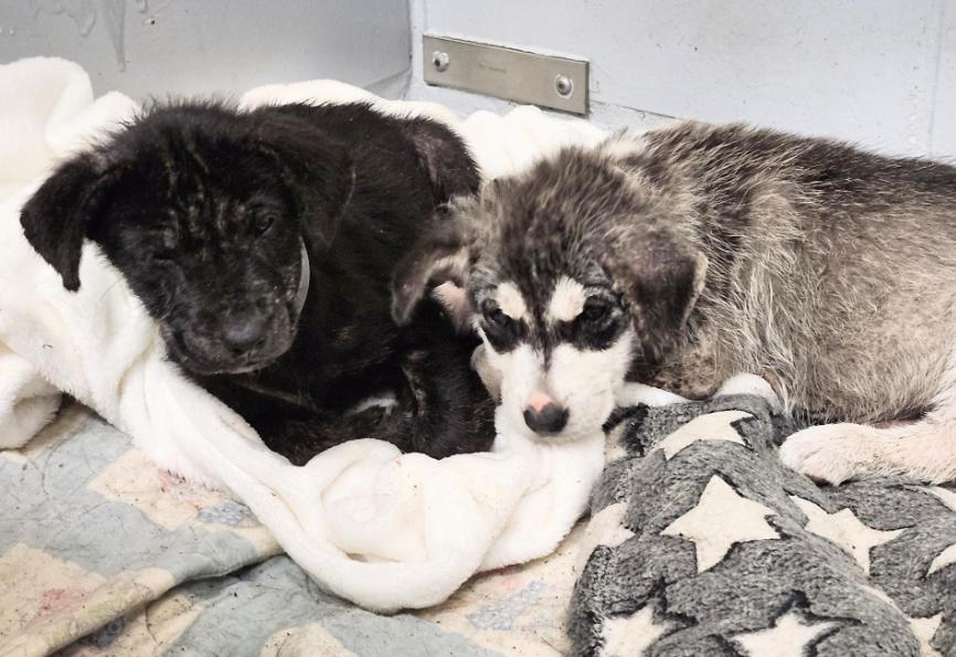 Demi, Adoptable, Puppy Female Dutch Shepherd & Corgi.