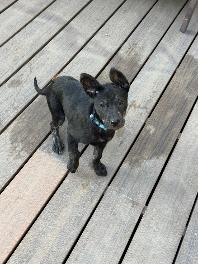 Enlarge Demi, a Adoptable mixed breed in Aurora, CO image 2/3