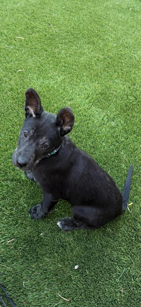 Enlarge Demi, a Adoptable mixed breed in Aurora, CO image 3/3