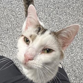 Oliver, ADOPTABLE, Adult Male Domestic Short Hair.