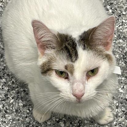 Enlarge Oliver, a ADOPTABLE mixed breed in Bryan, OH image 2/2