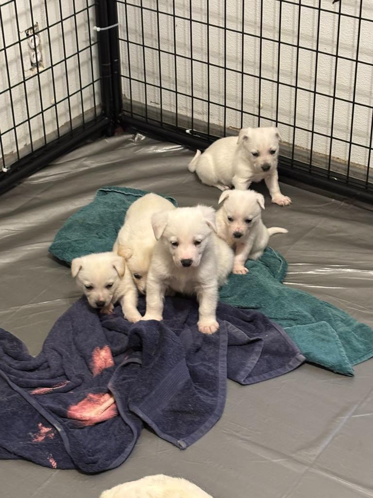 Enlarge Millie, a Adoptable mixed breed in Thompson Falls, MT image 2/3