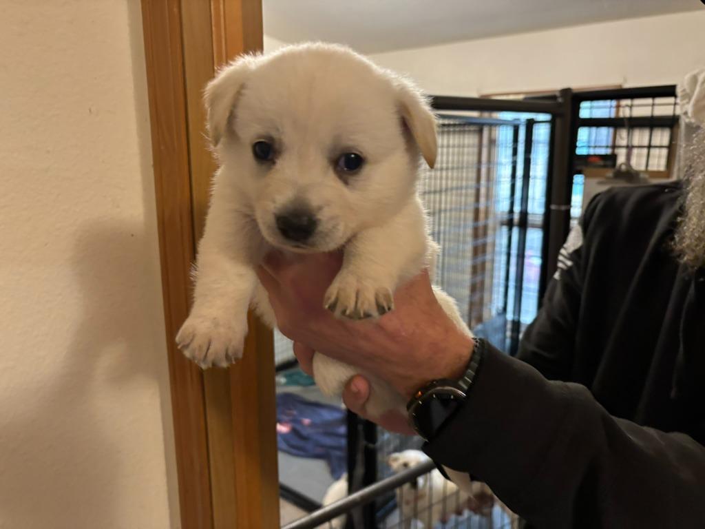 Enlarge Millie, a Adoptable mixed breed in Thompson Falls, MT image 3/3