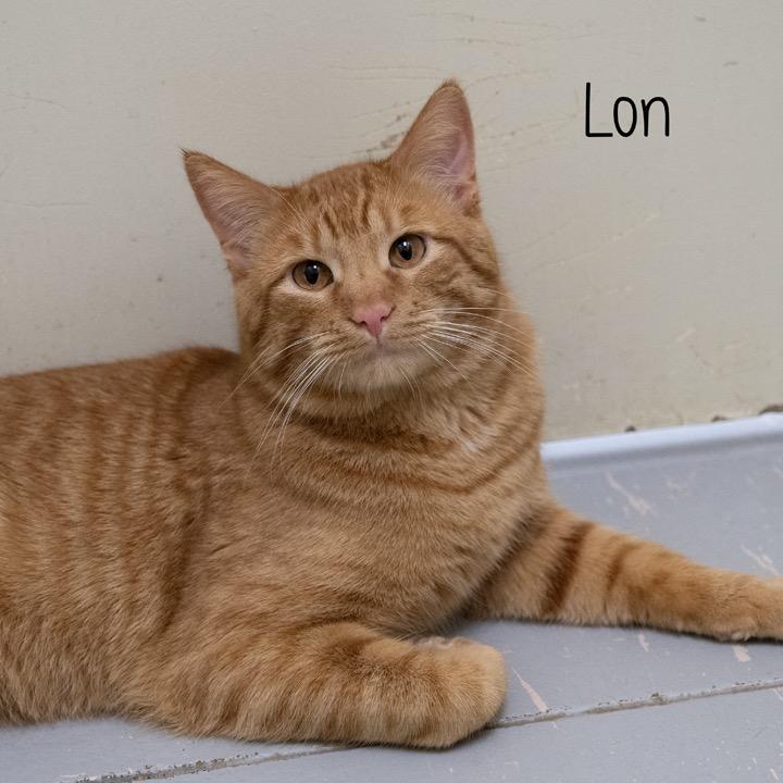 Enlarge Lon, a Adoptable Domestic Short Hair in Pekin, IL image 1/2